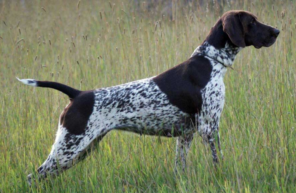 Deutsch Kurzhaar (German Shorthair) in the field. Pic from http://www.nadkc.org/