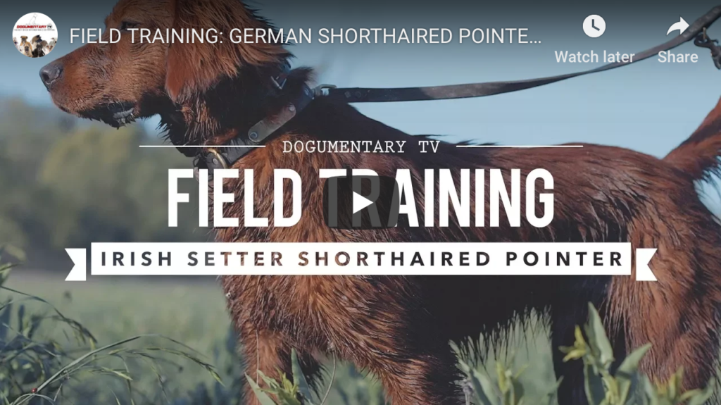 FIELD TRAINING: GERMAN SHORTHAIRED POINTER AND IRISH SETTER