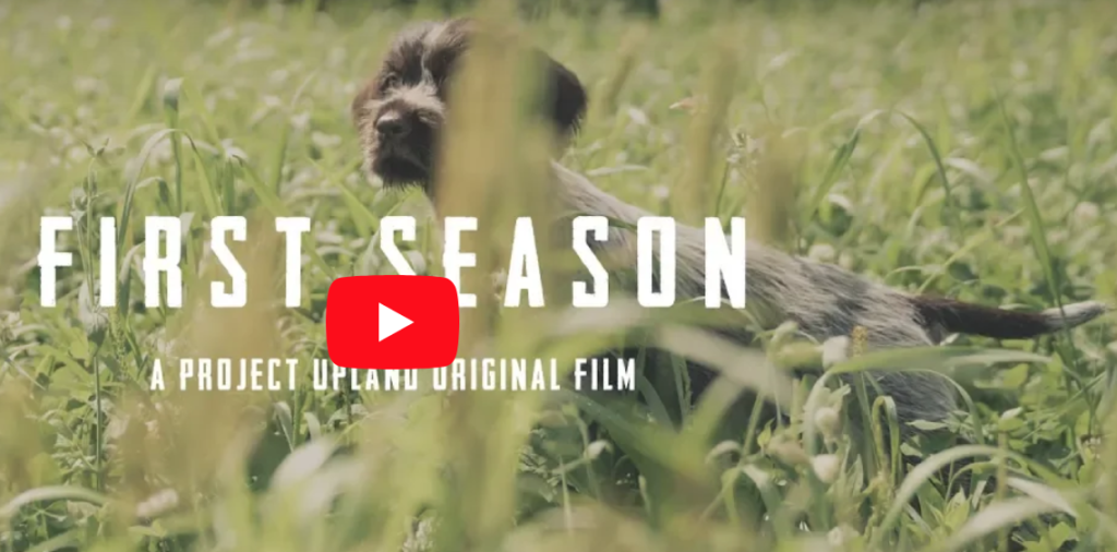 First Season – A Candid Film About the Journey of Our First Bird Dogs