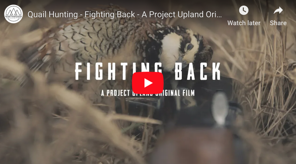 Fighting Back – A Bobwhite Quail Film from Project Upland...